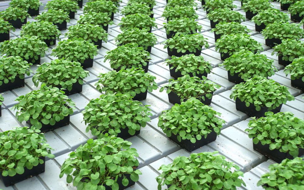 Organic Greens in Slegers Greenhouses
